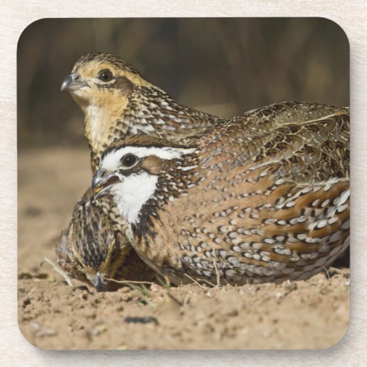 Northern Bobwhite quailのベビーで飲む コースター (正面)