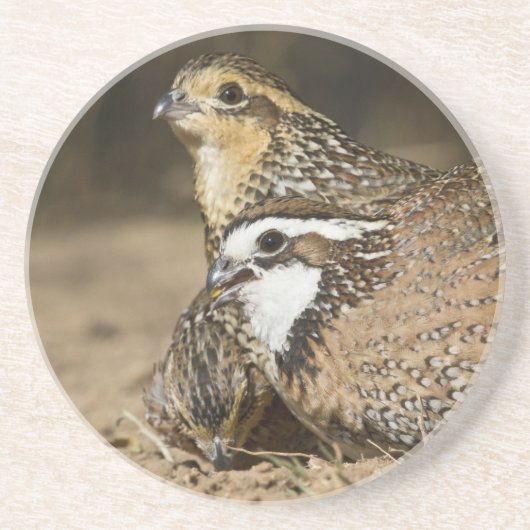 Northern Bobwhite quailのベビーで飲む コースター (正面)