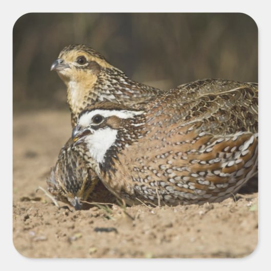 Northern Bobwhite quailのベビーで飲む スクエアシール (正面)