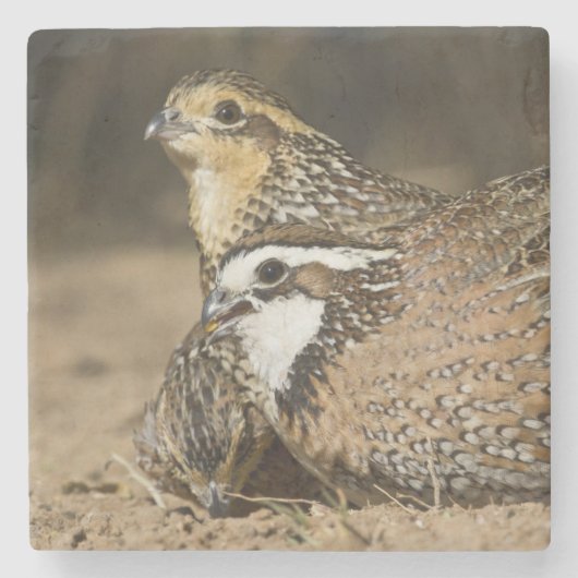 Northern Bobwhite quailのベビーで飲む ストーンコースター (正面)
