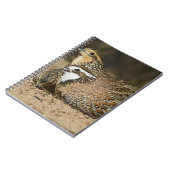 Northern Bobwhite quailのベビーで飲む ノートブック (左側)