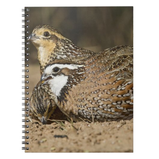 Northern Bobwhite quailのベビーで飲む ノートブック (正面)