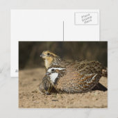 Northern Bobwhite quailのベビーで飲む ポストカード (正面/裏面)