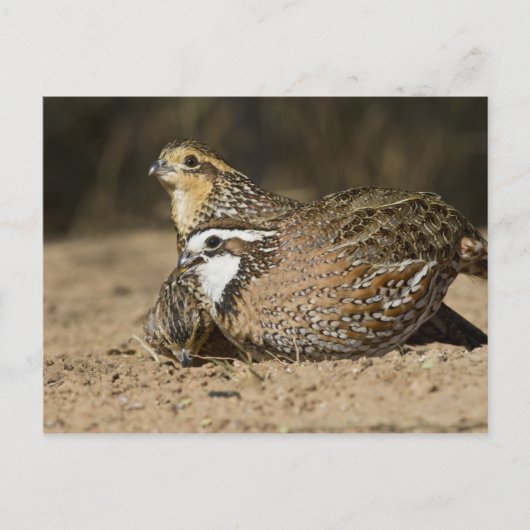 Northern Bobwhite quailのベビーで飲む ポストカード (正面)