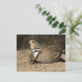 Northern Bobwhite quailのベビーで飲む ポストカード (スタンド正面)
