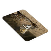 Northern Bobwhite quailのベビーで飲む マグネット (右側)