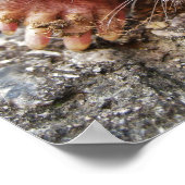 Northern Broadfoot Mole ポスター (角)