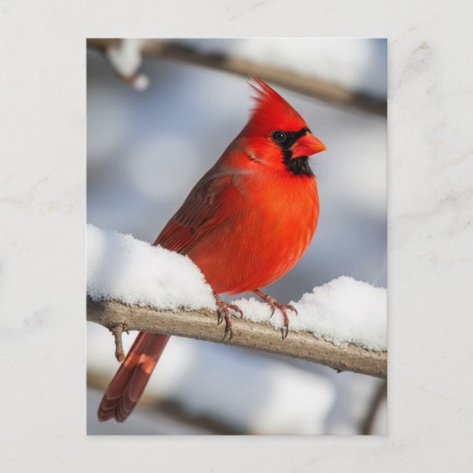 Northern Cardinal ポストカード (正面)