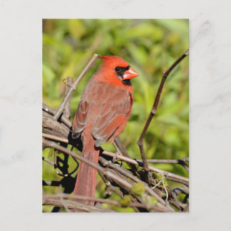 Northern Cardinal In Michigan ポストカード