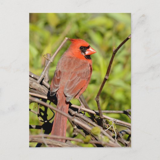 Northern Cardinal In Michigan ポストカード (正面)