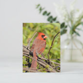 Northern Cardinal In Michigan ポストカード (スタンド正面)