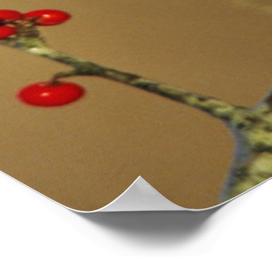 Northern Cardinal male perched, IL ポスター (角)