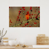 Northern Cardinal male perched, IL ポスター (キッチン)