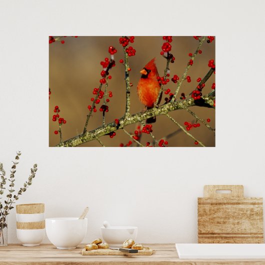 Northern Cardinal male perched, IL ポスター (キッチン)