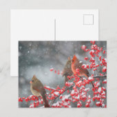 Northern Cardinals | Marion, Illinois ポストカード (正面/裏面)