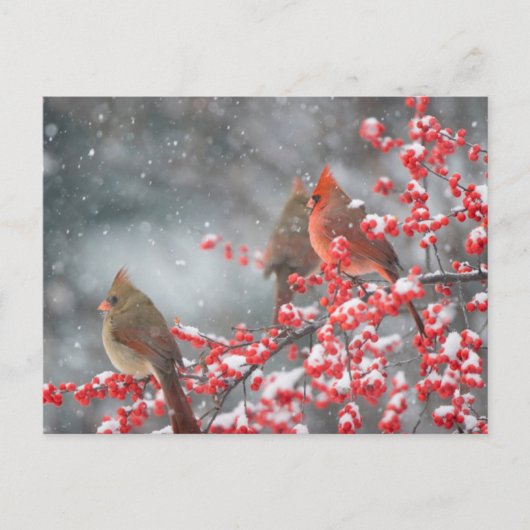 Northern Cardinals | Marion, Illinois ポストカード (正面)