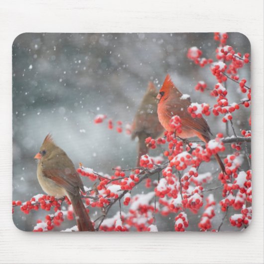 Northern Cardinals | Marion, Illinois マウスパッド (正面)