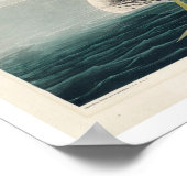 Northern Diver素晴らし or Loon by Audubon Poster ポスター (角)