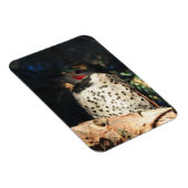 Northern Flicker – スポット マグネット (右側)