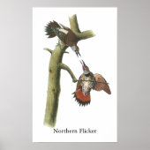 Northern Flicker、John Audubon ポスター (正面)