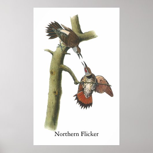 Northern Flicker、John Audubon ポスター (正面)