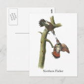 Northern Flicker、John Audubon ポストカード (正面/裏面)
