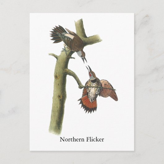 Northern Flicker、John Audubon ポストカード (正面)
