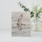 Northern Fulmar自然写真 ポストカード (スタンド正面)