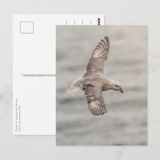 Northern Fulmar自然写真 ポストカード (正面/裏面)