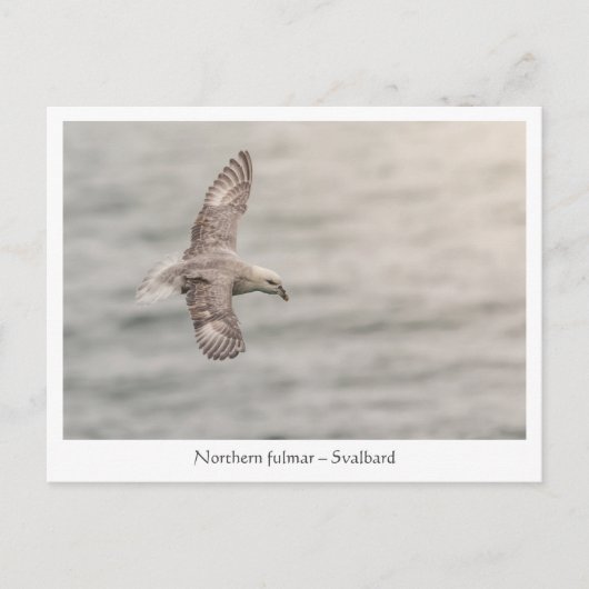 Northern Fulmar自然写真 ポストカード (正面)