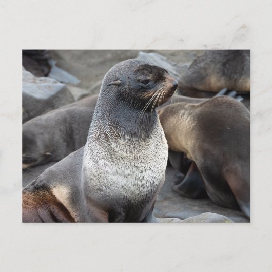 Northern Fur Seal, Alaska ポストカード (正面)