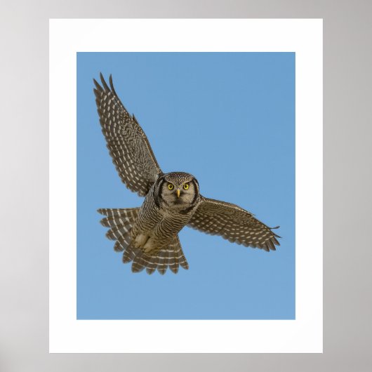 Northern Hawk Owl in Flight Wildlife Art Prin ポスター (正面)