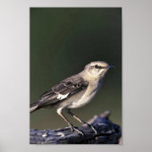 Northern Mockingbird ポスター (正面)