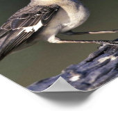 Northern Mockingbird ポスター (角)
