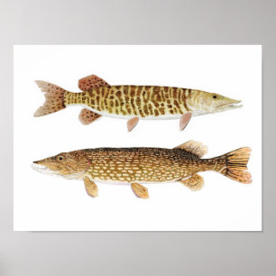 Northern Pike & Barred Muskie Art Poster ポスター