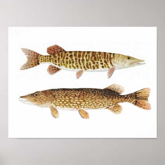 Northern Pike & Barred Muskie Art Poster ポスター (正面)