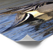 Northern Pintail Duck Photo Poster ポスター (角)