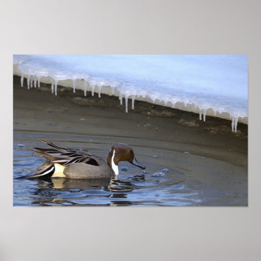 Northern Pintail Duck Photo Poster ポスター (正面)