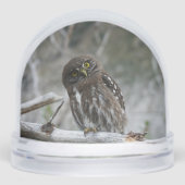 Northern Pygmy Owl (正面)