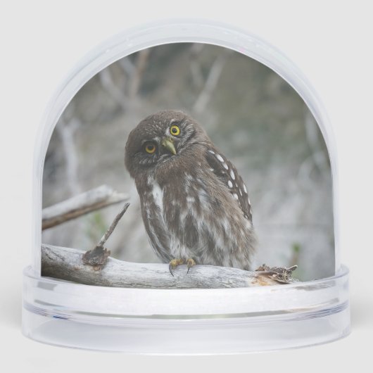 Northern Pygmy Owl (正面)