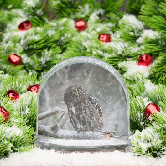 Northern Pygmy Owl (クリスマス)