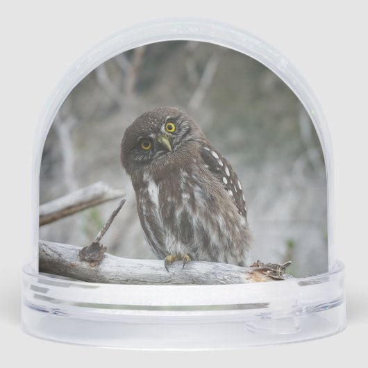 Northern Pygmy Owl (裏面)