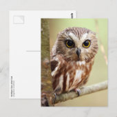 Northern Saw-whet Owl (Aegolius acadicus) ポストカード (正面/裏面)