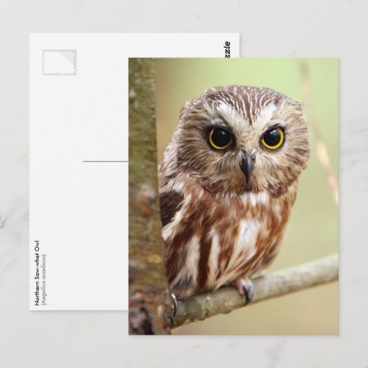 Northern Saw-whet Owl (Aegolius acadicus) ポストカード (正面/裏面)