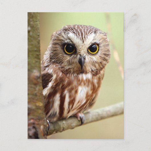 Northern Saw-whet Owl (Aegolius acadicus) ポストカード (正面)
