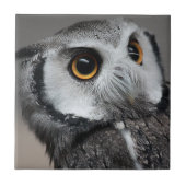 Northern White-faced Owl , Ptilopsis leucotis タイル (正面)