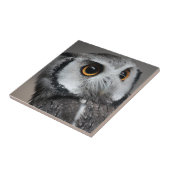 Northern White-faced Owl , Ptilopsis leucotis タイル (側面)