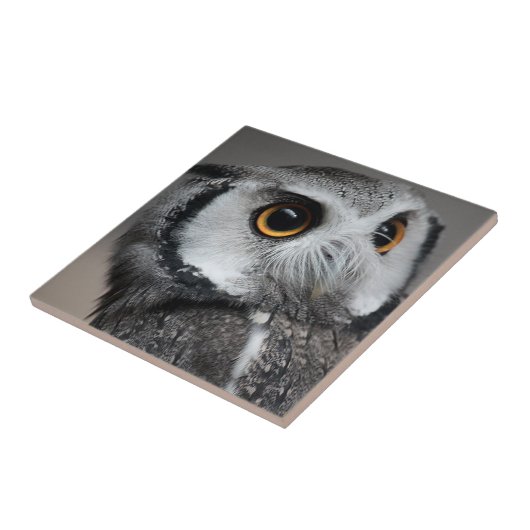 Northern White-faced Owl , Ptilopsis leucotis タイル (側面)