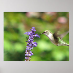 Northwoods Hummingbird Poster ポスター