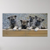 Norwegian Elkhound Puppies ポスター (正面)